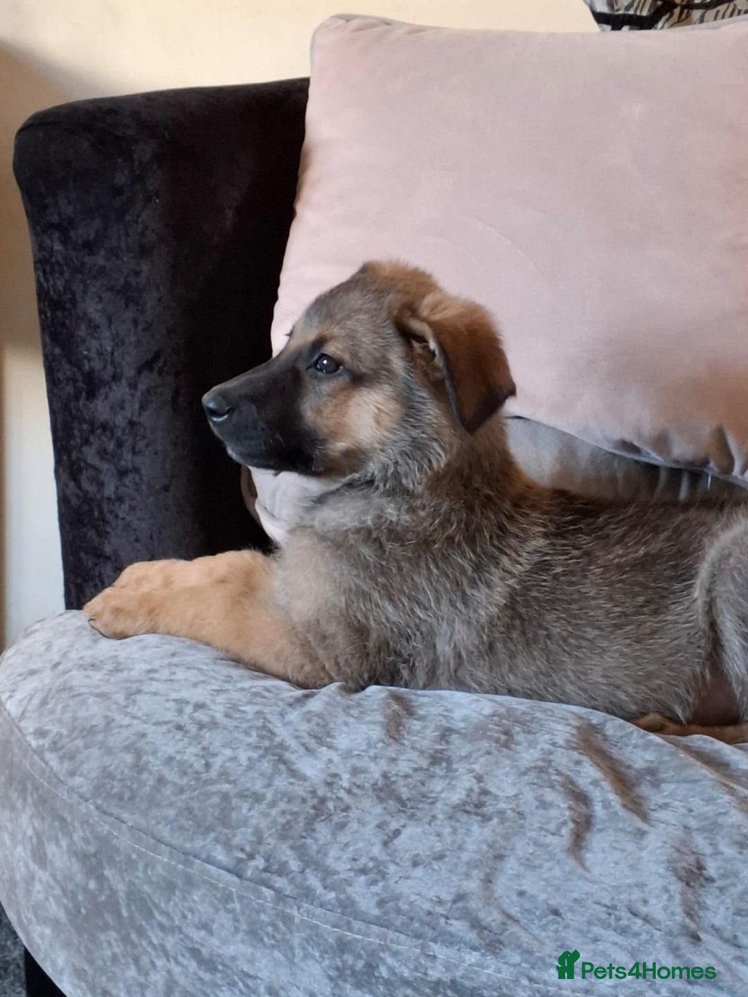 Mixed Breed dogs for sale: Belgian malinois x Rottweiler pups  - Image 3