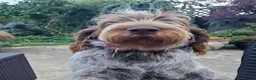 Italian Spinone dogs for sale: KC reg Italian Spinone  Puppies  - Advert 6