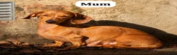 Miniature Dachshund dogs for sale: 🐾 Miniature Dachshund Short/long Pups For Sale 🐾 - Advert 10