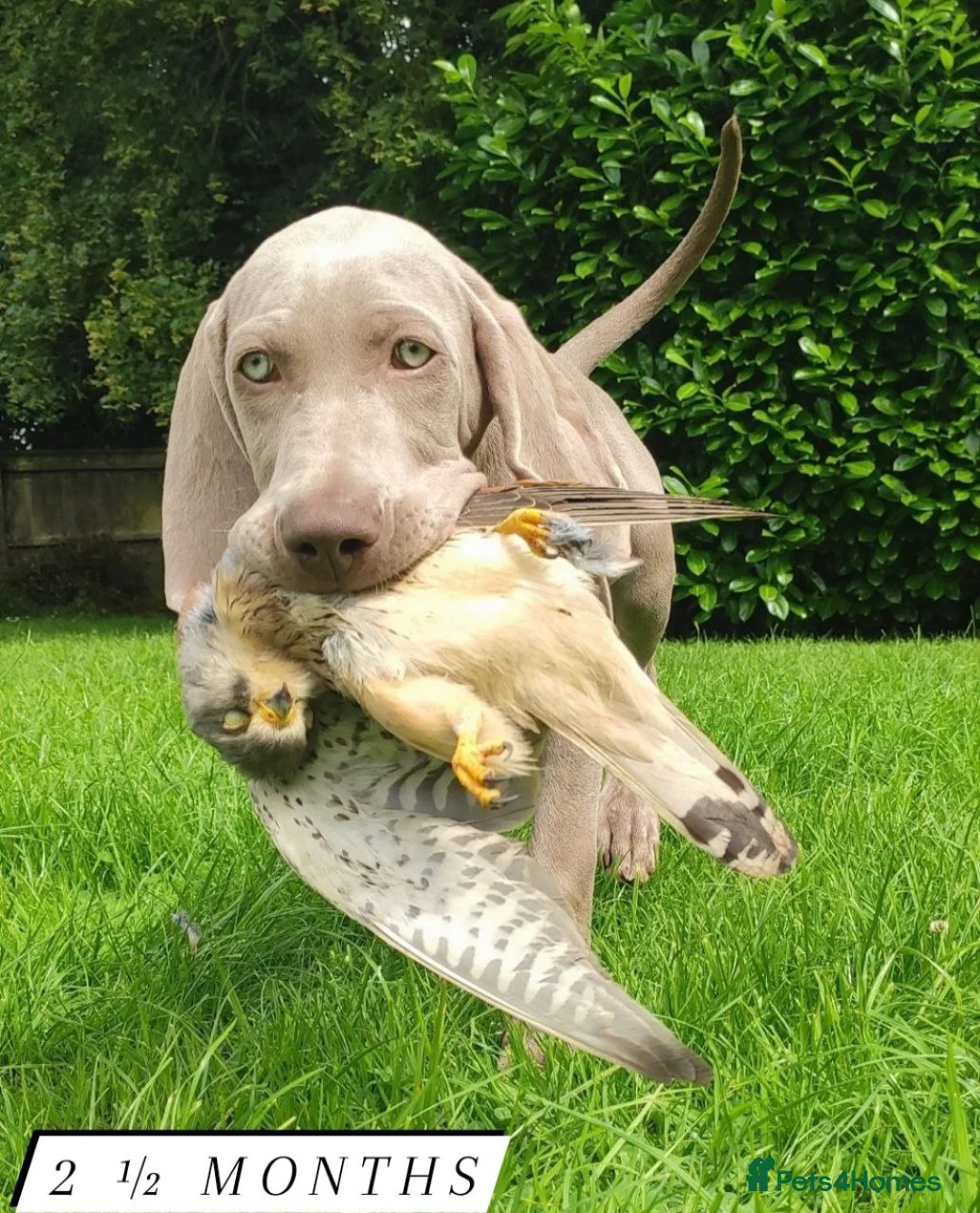 Weimaraner dogs for stud: 🌟Superb🌟Proven🌟Hip Scored🌟KC in Woodbridge - Advert 15
