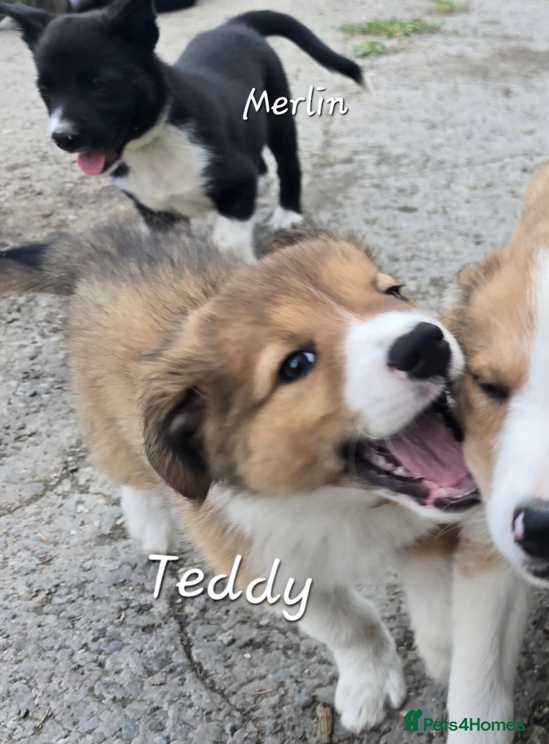 Border Collie dogs for sale:   Welsh Collie boy ready NOW - Image 5