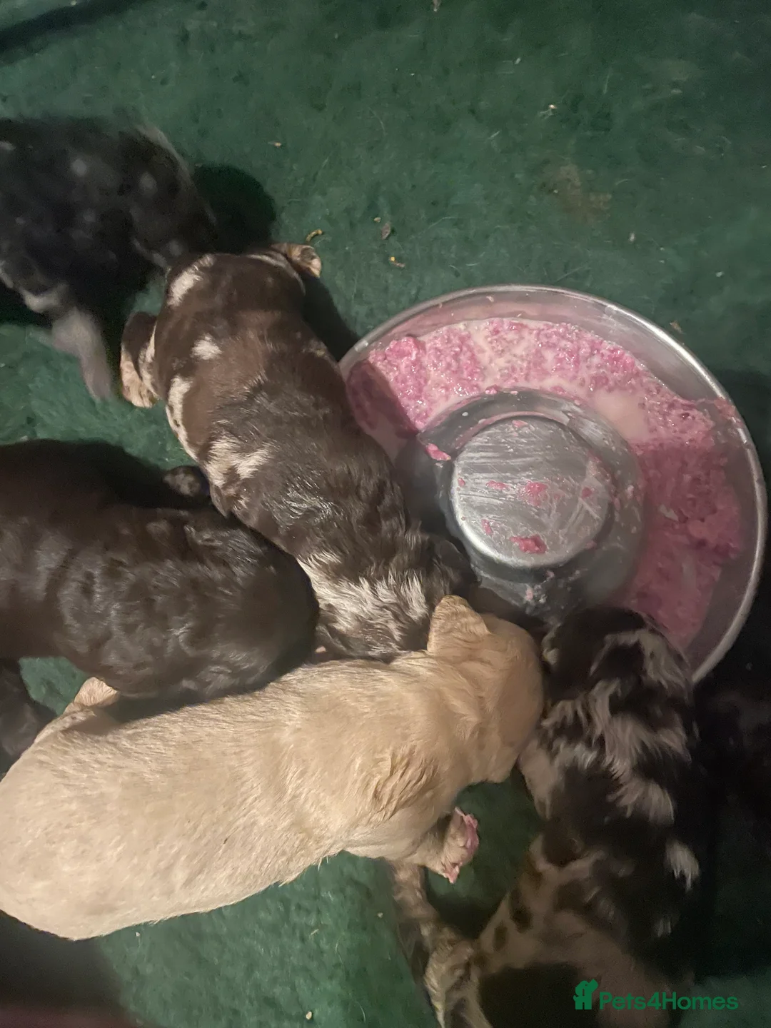 Labradoodle dogs for sale: Beautiful F1 Labradoodle puppies - Advert 5