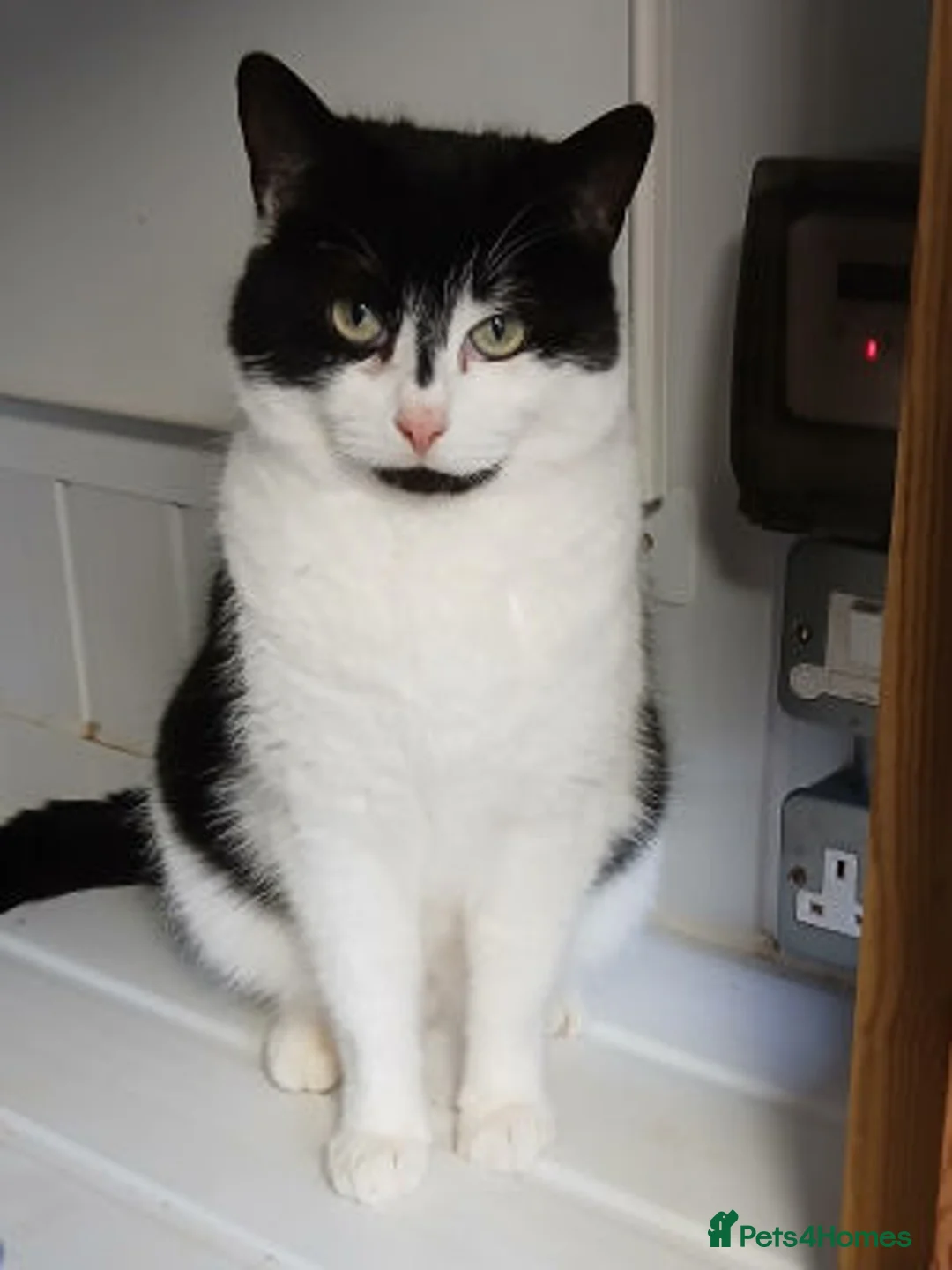 Mixed Breed cats for adoption: BOB... - Advert 1