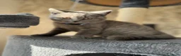 British Shorthair cats for sale: Male British shorthair kittens  - Advert 7
