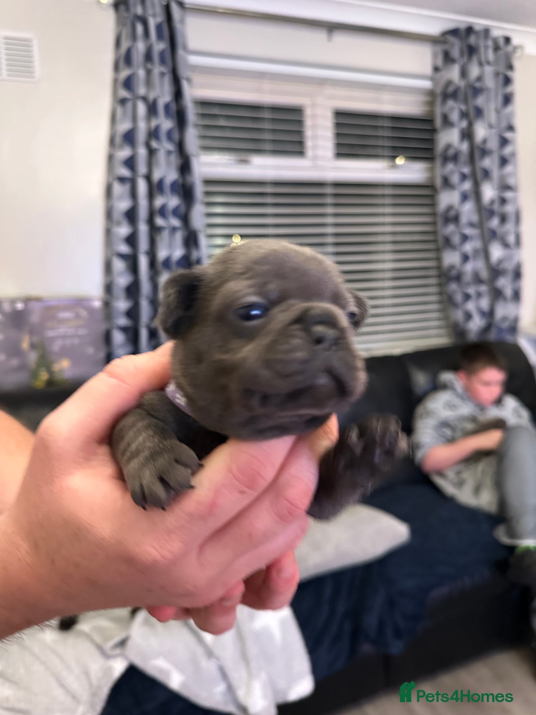 French Bulldog dogs for sale: 5 Beautiful French Bulldog Puppies - Advert 9