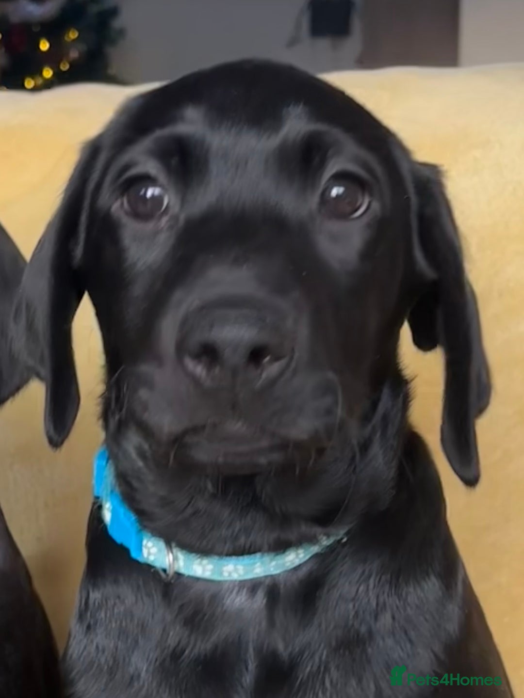 Labrador Retriever dogs for sale: KC Fully Health Tested Outstanding Working Line - Advert 10