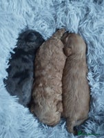 Mixed Breed dogs - Advert 16