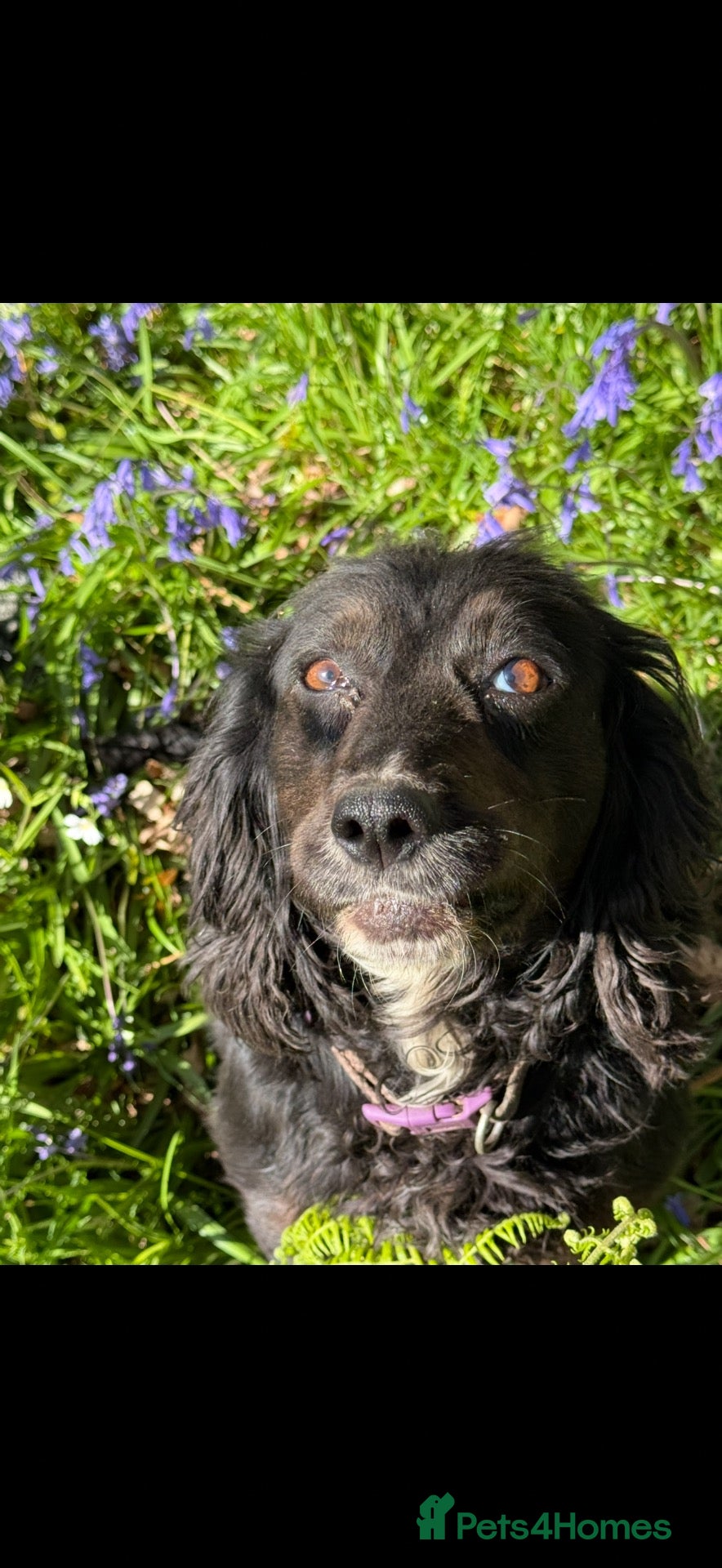 Cocker Spaniel dogs Our Beautiful girl Hope  - Advert 2