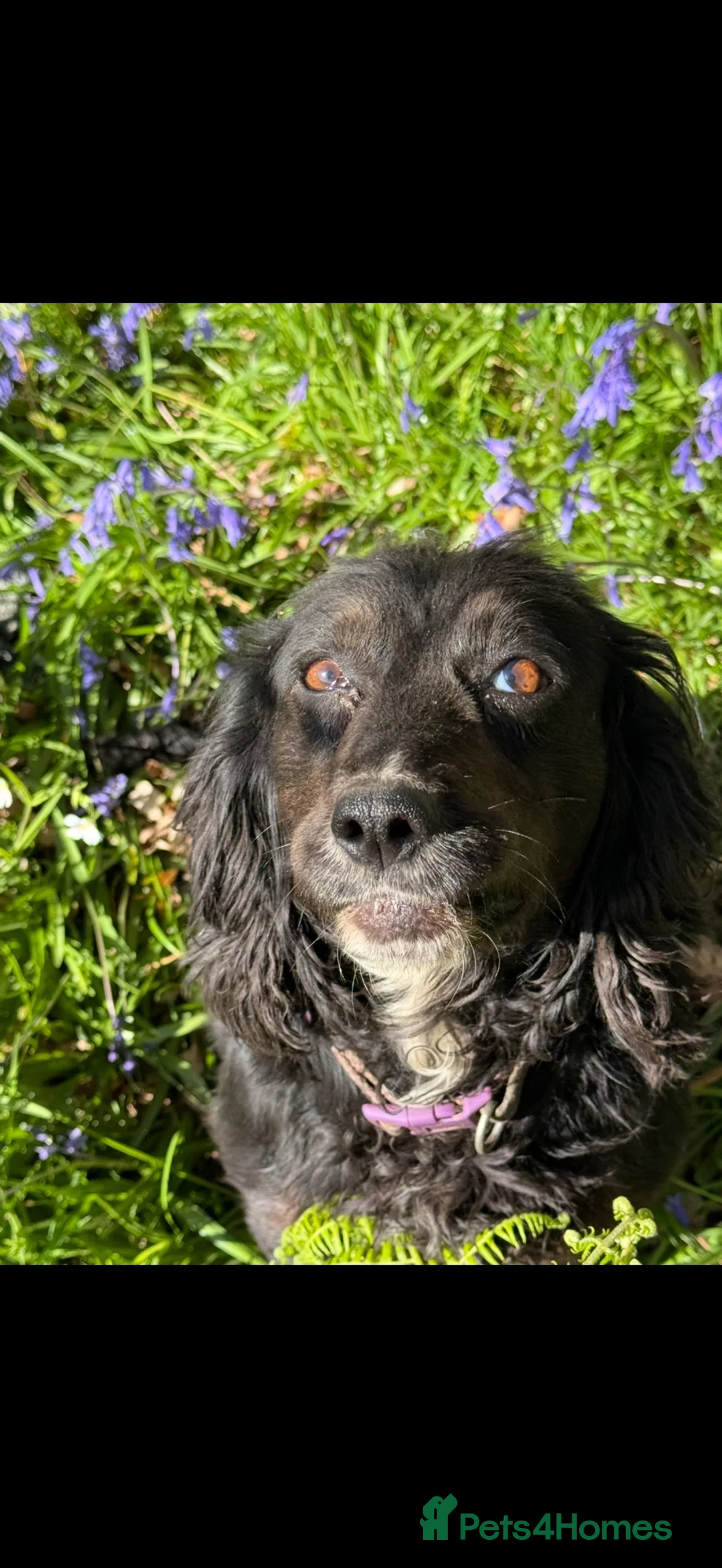 Cocker Spaniel dogs for sale: Our Beautiful girl Hope  - Advert 2
