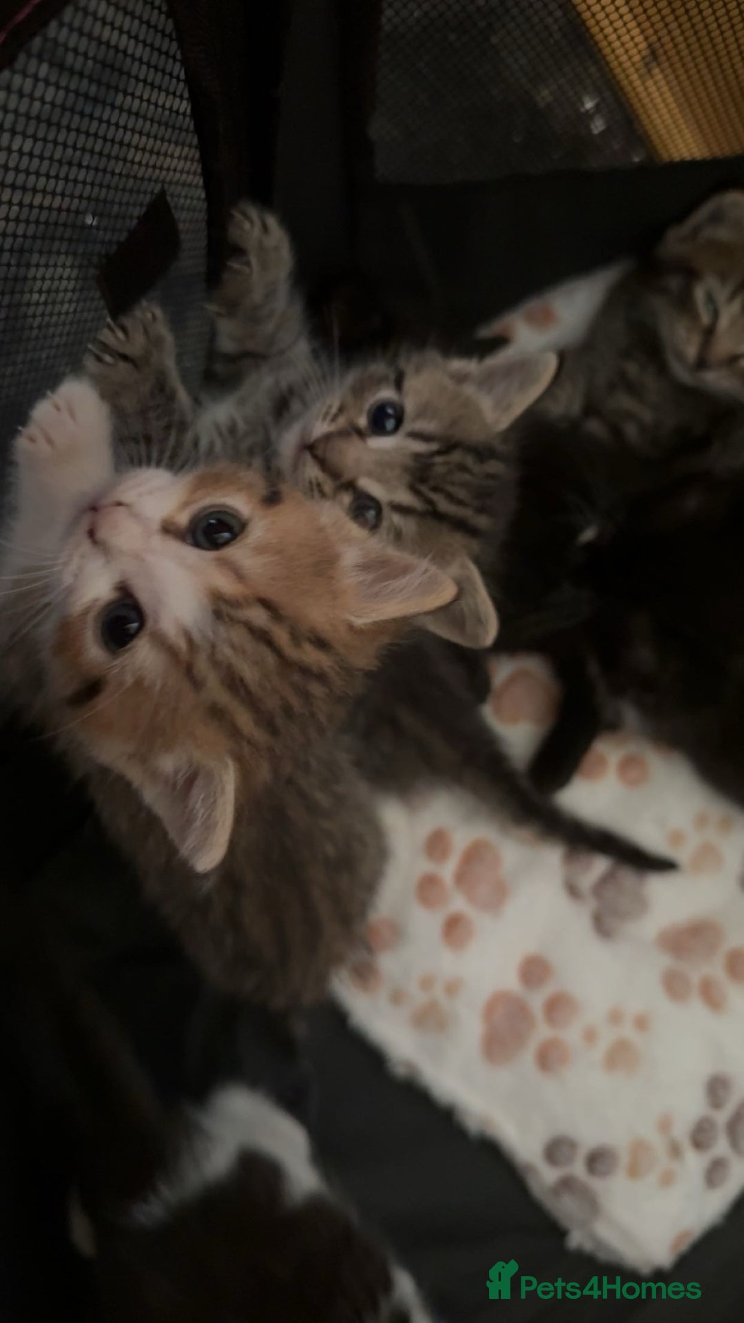 Persian cats for sale: Shorthair RagDoll Persian X British longhair  - Advert 1