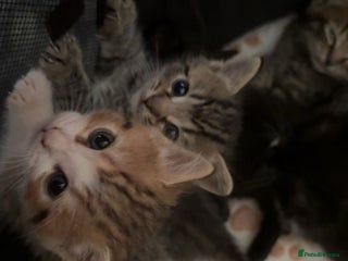 Persian cats - Advert 19