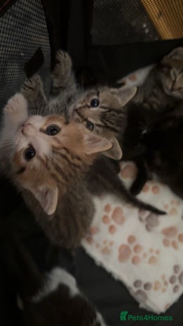 Persian cats - Advert 1