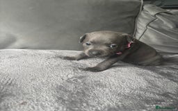Staffordshire Bull Terrier dogs for sale: 1 male Blue Staff Bull Terrier pup 💙 in Hitchin - Image 18