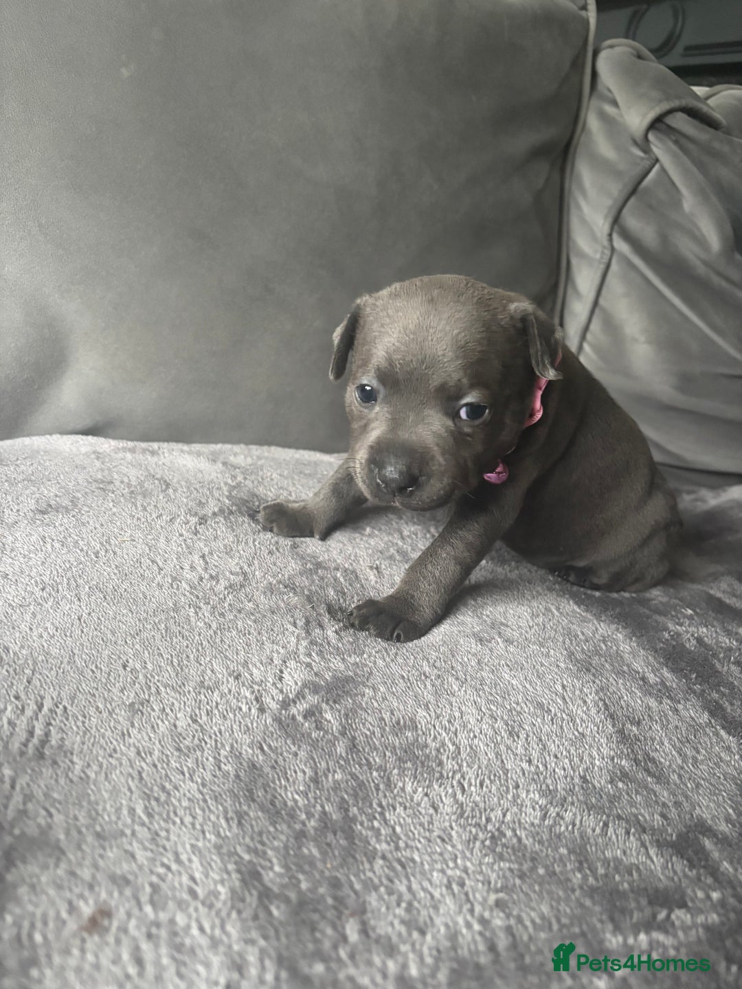 Staffordshire Bull Terrier dogs for sale: 1 male Blue Staff Bull Terrier pup 💙 in Hitchin - Image 18