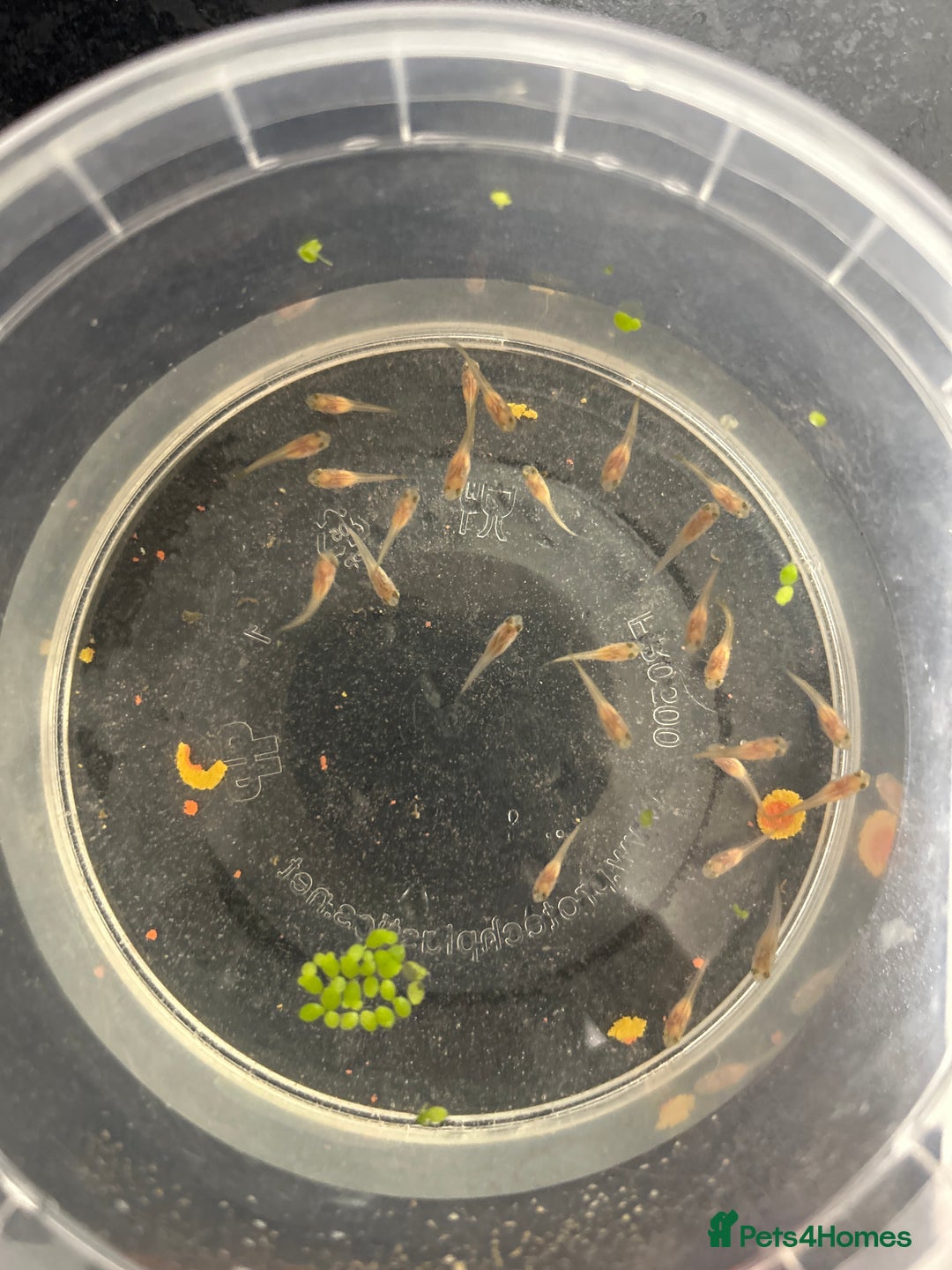 Other/Mixed Breed fish for sale: Red flamingo guppys - Advert 1