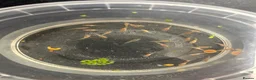 Other/Mixed Breed fish for sale: Red flamingo guppys - Advert 1