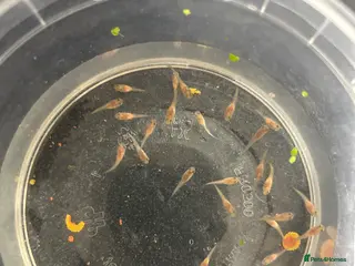 Other/Mixed Breed fish Red flamingo guppys - Advert 16