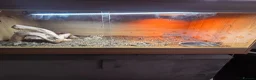 Bearded Dragon reptiles for sale: Bearded Dragon  in Leicester - Advert 11