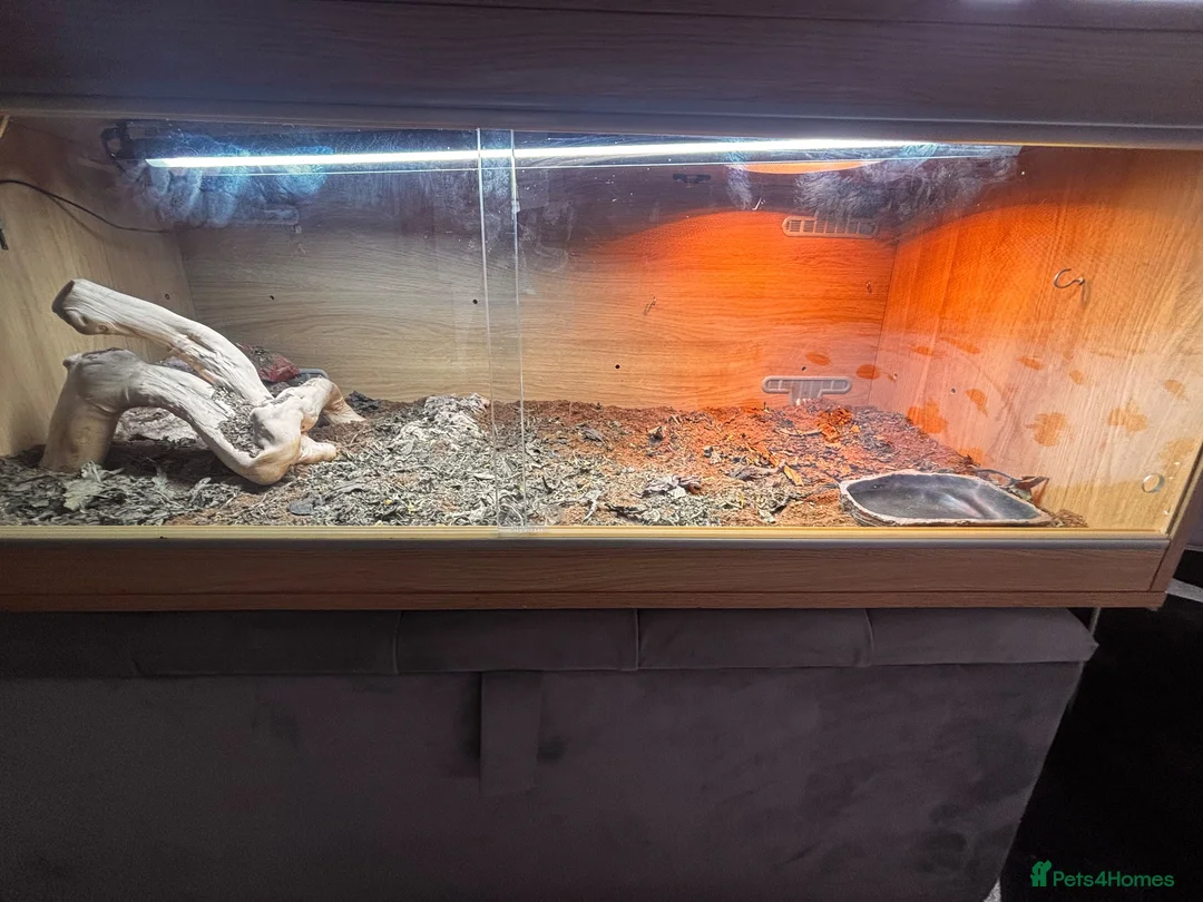 Bearded Dragon reptiles for sale: Bearded Dragon  in Leicester - Advert 11