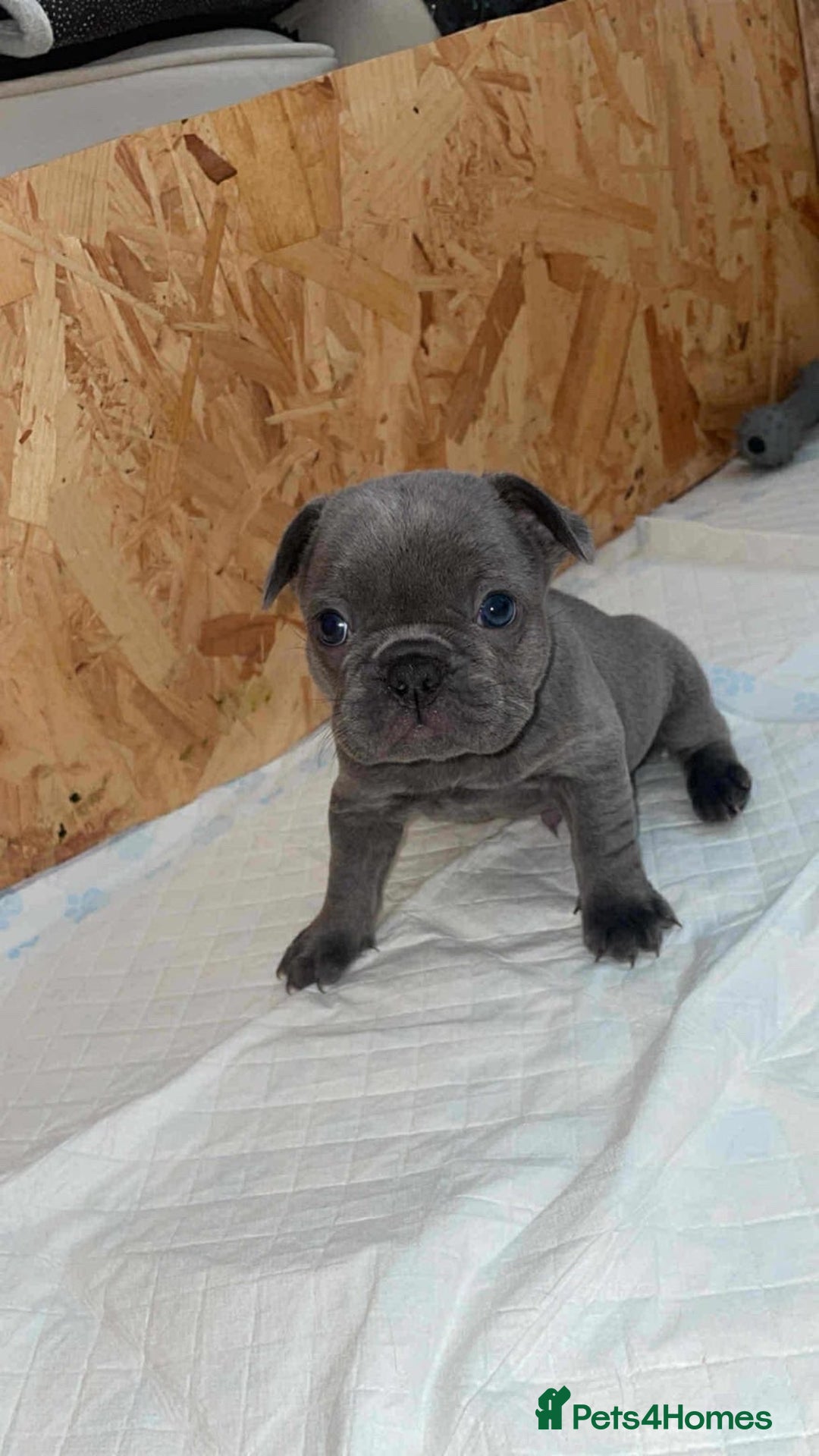 French Bulldog dogs for sale: French bull dog puppies  - Advert 3