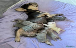 French Bulldog dogs for sale: Big Rope, Big Rope Fluffy & French Bullg - Advert 18