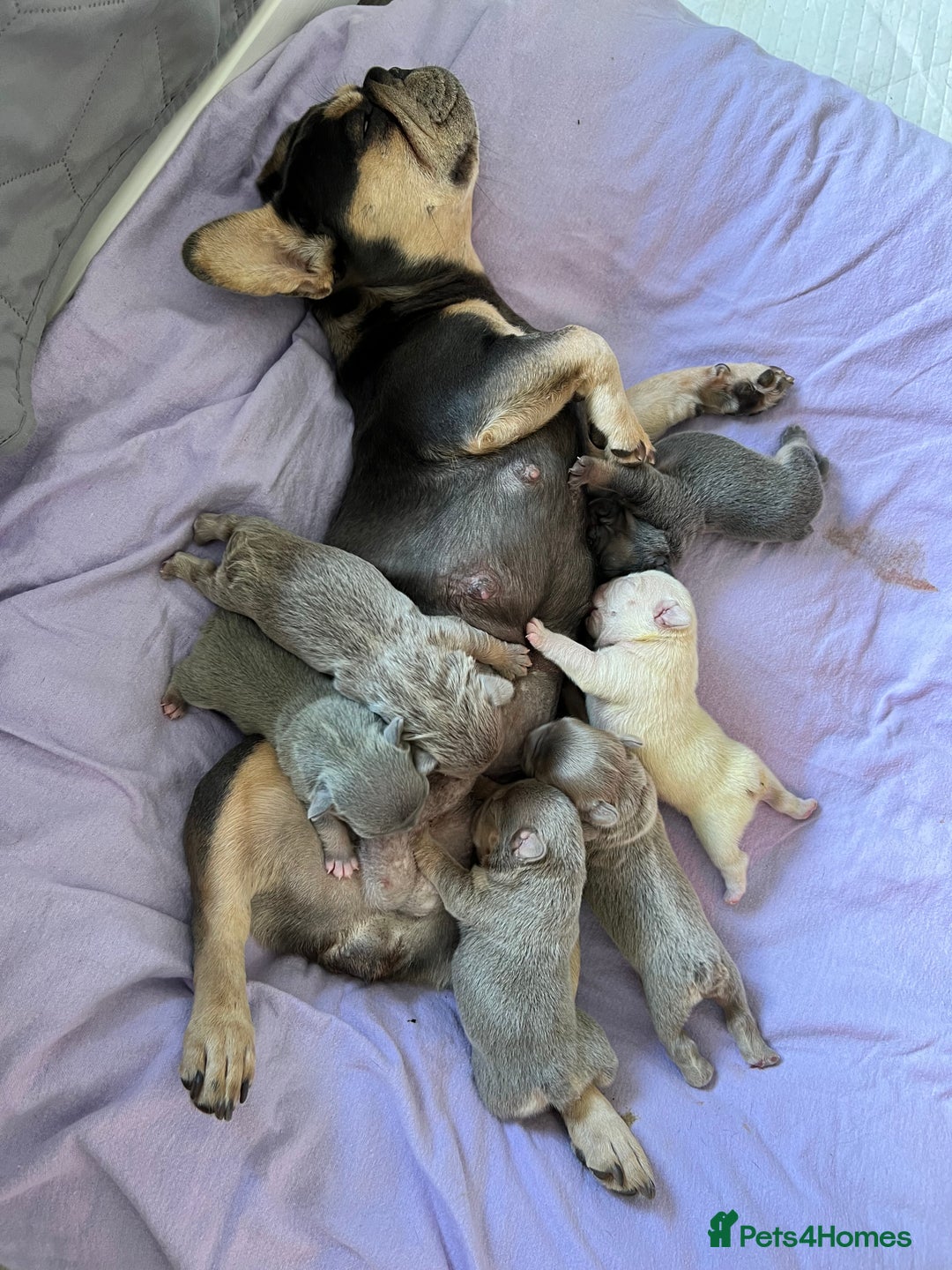 French Bulldog dogs for sale: Big Rope, Big Rope Fluffy & French Bullg - Advert 18