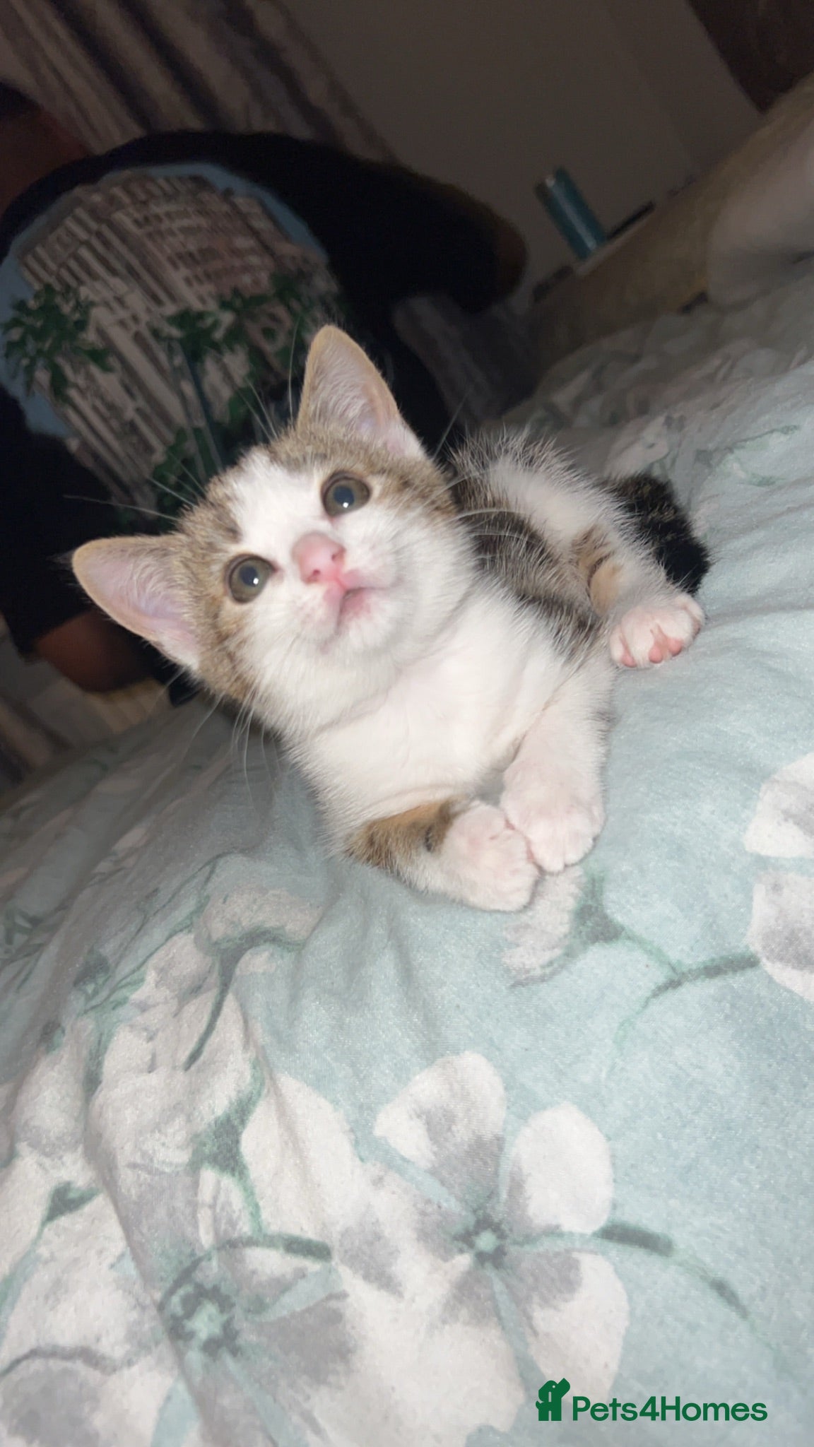 Mixed Breed cats 3 female kittens  - Advert 2