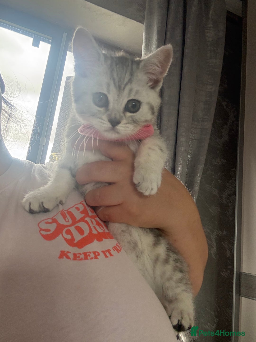Scottish Fold cats for sale: Scottish fold kittens ready to find new homes - Image 9