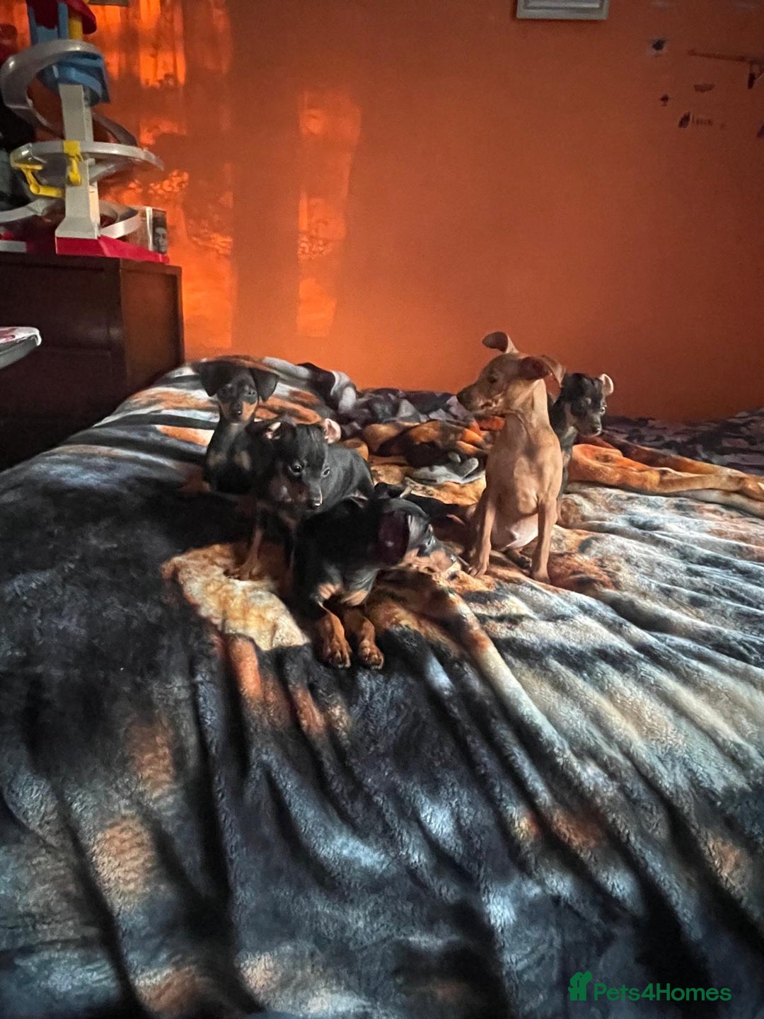 Miniature Pinscher dogs for sale: Beautiful Miniature Pinscher . - Advert 3