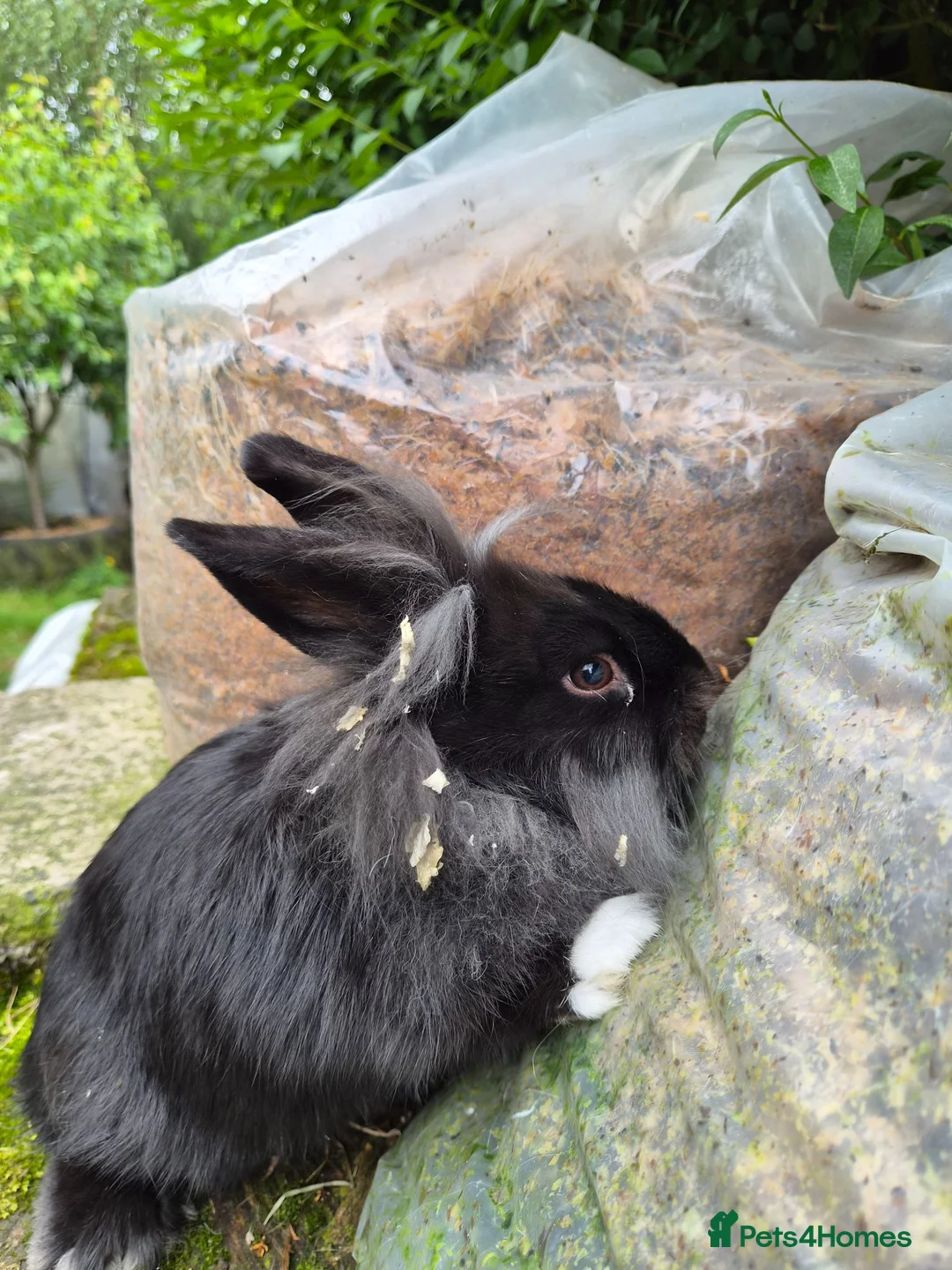 Lionhead rabbits for sale: 2 Young lionhead does for sale £50 each  in Manchester - Advert 8