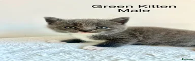 Green - British Shorthair Cross Kitten