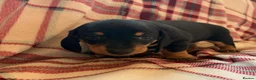 Dachshund dogs for sale: Quality Dachunds - Advert 25