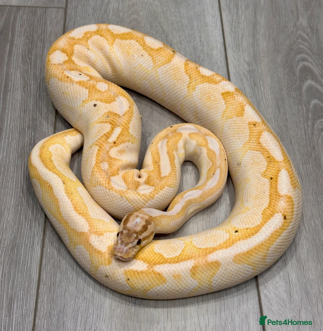 Python Snake reptiles for sale: Beautiful Royal Pythons for sale  - Advert 3