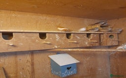 Finches birds for sale: Young zebra Finches  - Image 3
