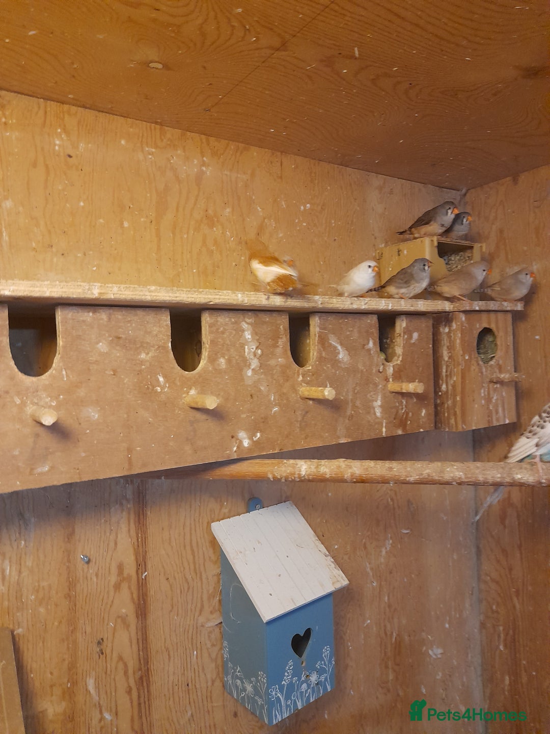 Finches birds for sale: Young zebra Finches  - Image 3