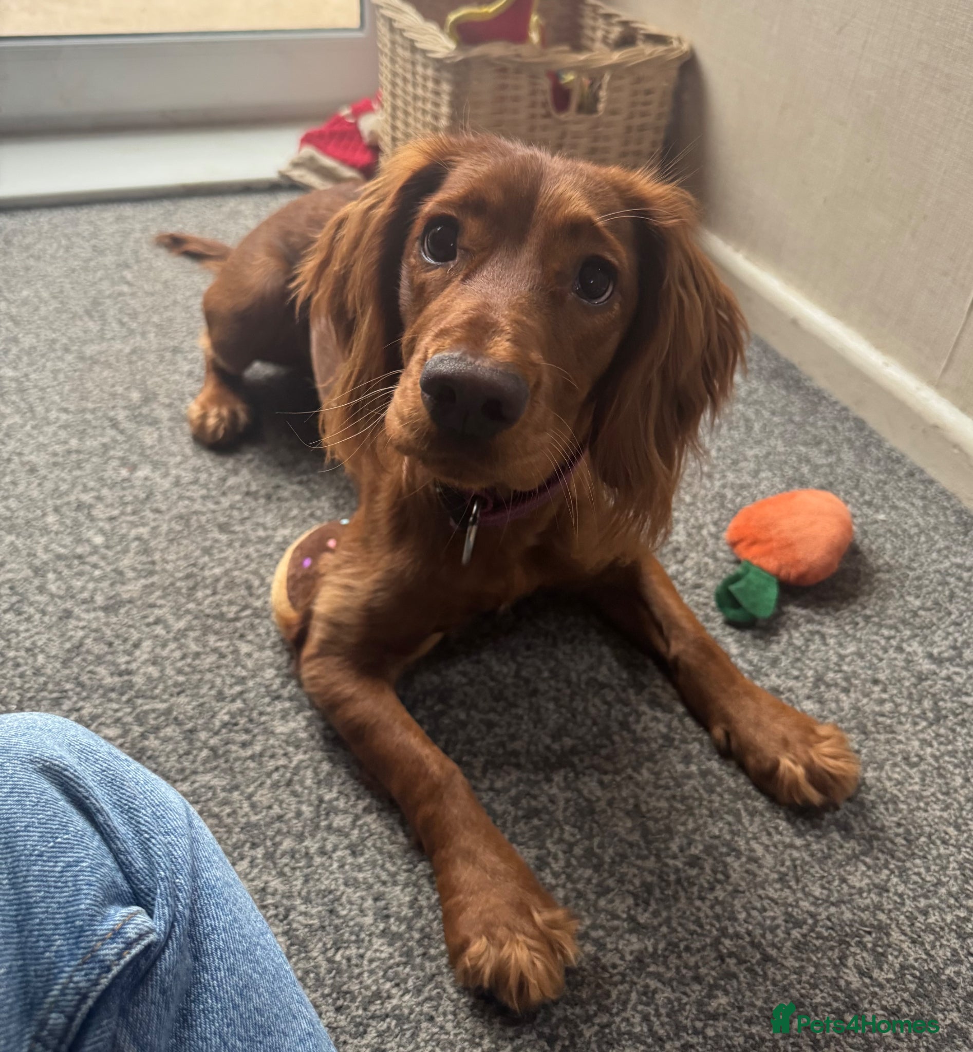 Cocker Spaniel dogs Red working cocker spaniel bitch - Advert 1