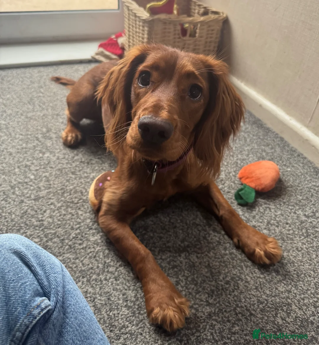 Cocker Spaniel dogs for sale: Red working cocker spaniel bitch - Advert 1