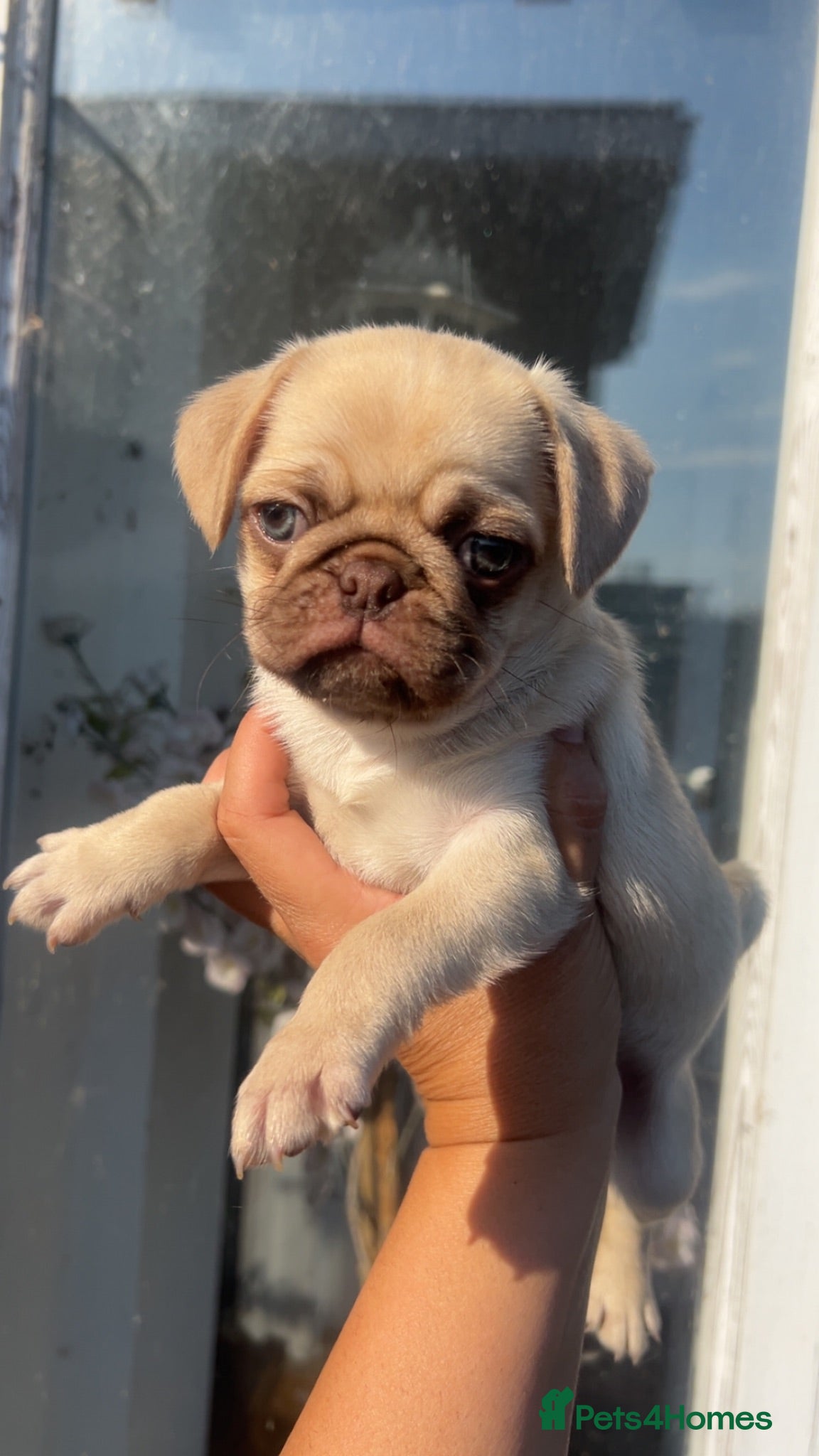 Pug dogs Quality Chocolate Pug Puppies available  - Advert 9