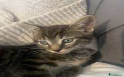 British Shorthair cats for sale: Beautiful kittens  - Image 10