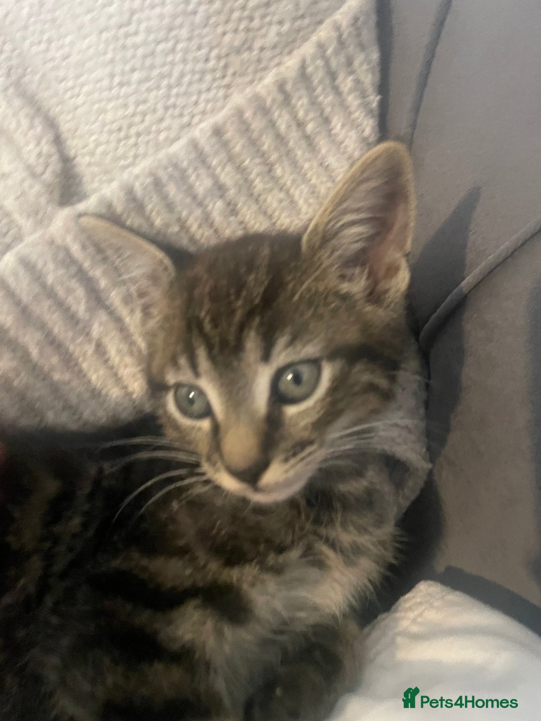 British Shorthair cats for sale: Beautiful kittens  - Image 10