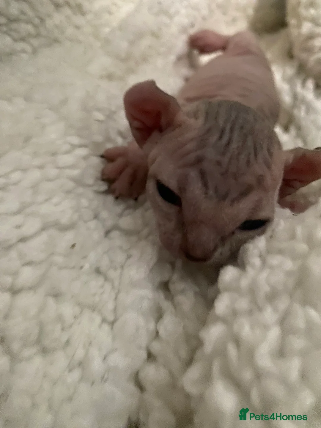 Sphynx cats for sale: Natalie howarth  - Advert 5