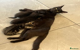 Domestic Shorthair cats for sale: 3 Gorgeous Kittens!! - Image 13