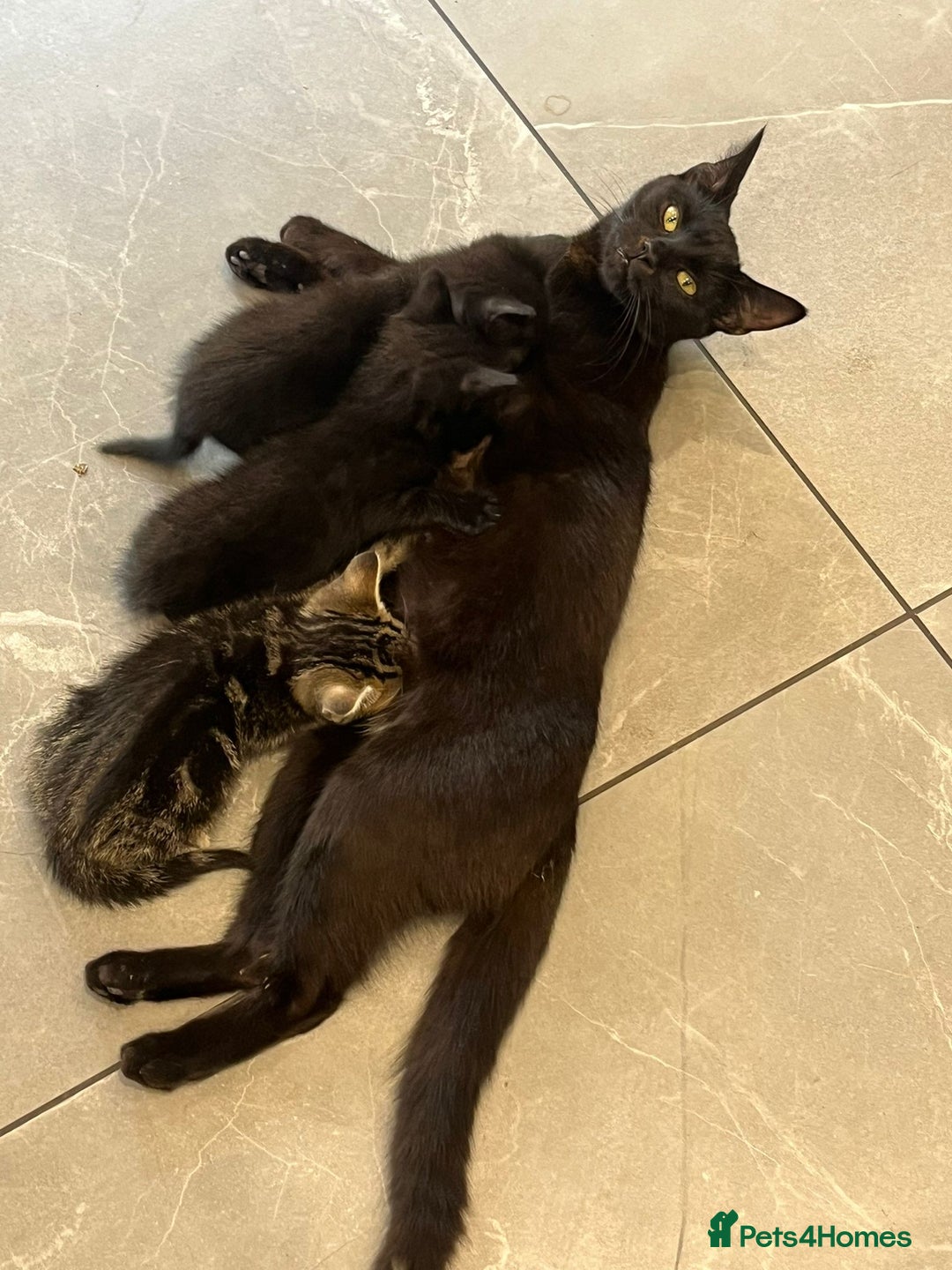Domestic Shorthair cats for sale: 3 Gorgeous Kittens!! - Image 13