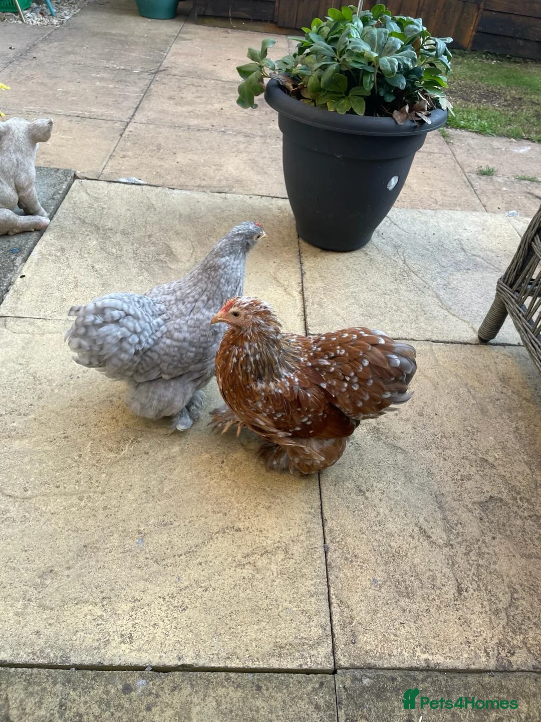 Chickens poultry for sale: Pekin Batams x 2 in Gloucester - Advert 1