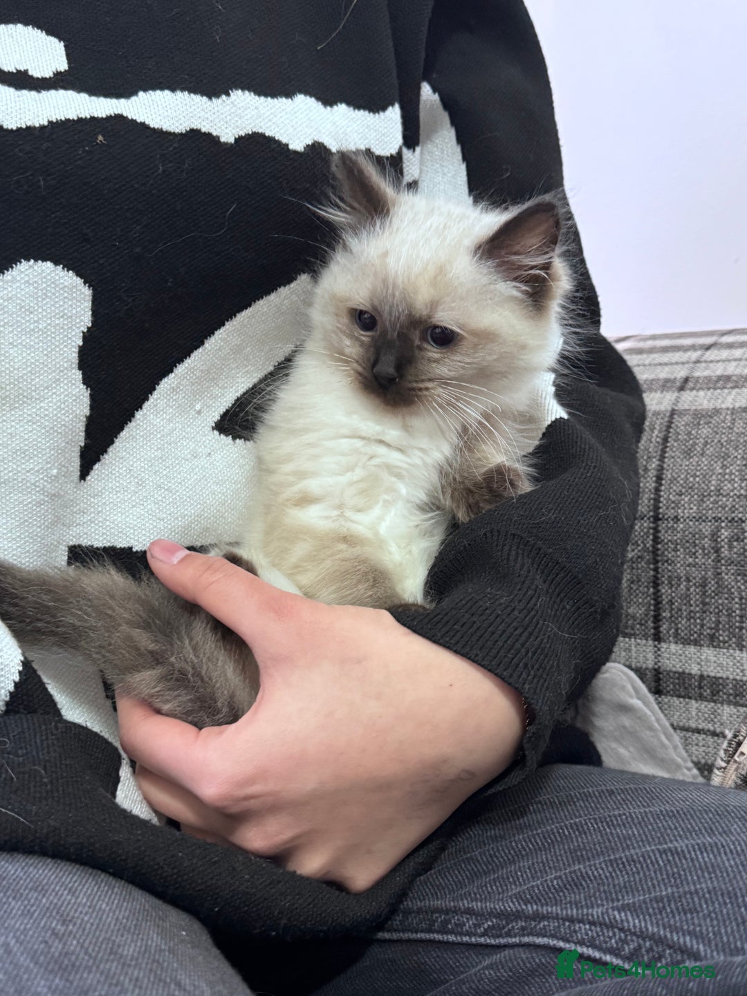 Ragdoll cats for sale: Cuddly tame Pure Pedigree Ragdoll kittens Cat Blue - Advert 11