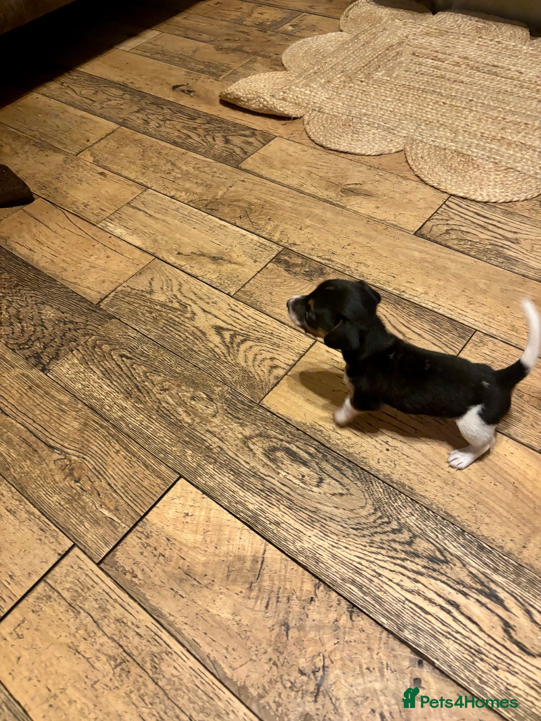 Jack Russell dogs for sale: Jack Russell pup - Image 6