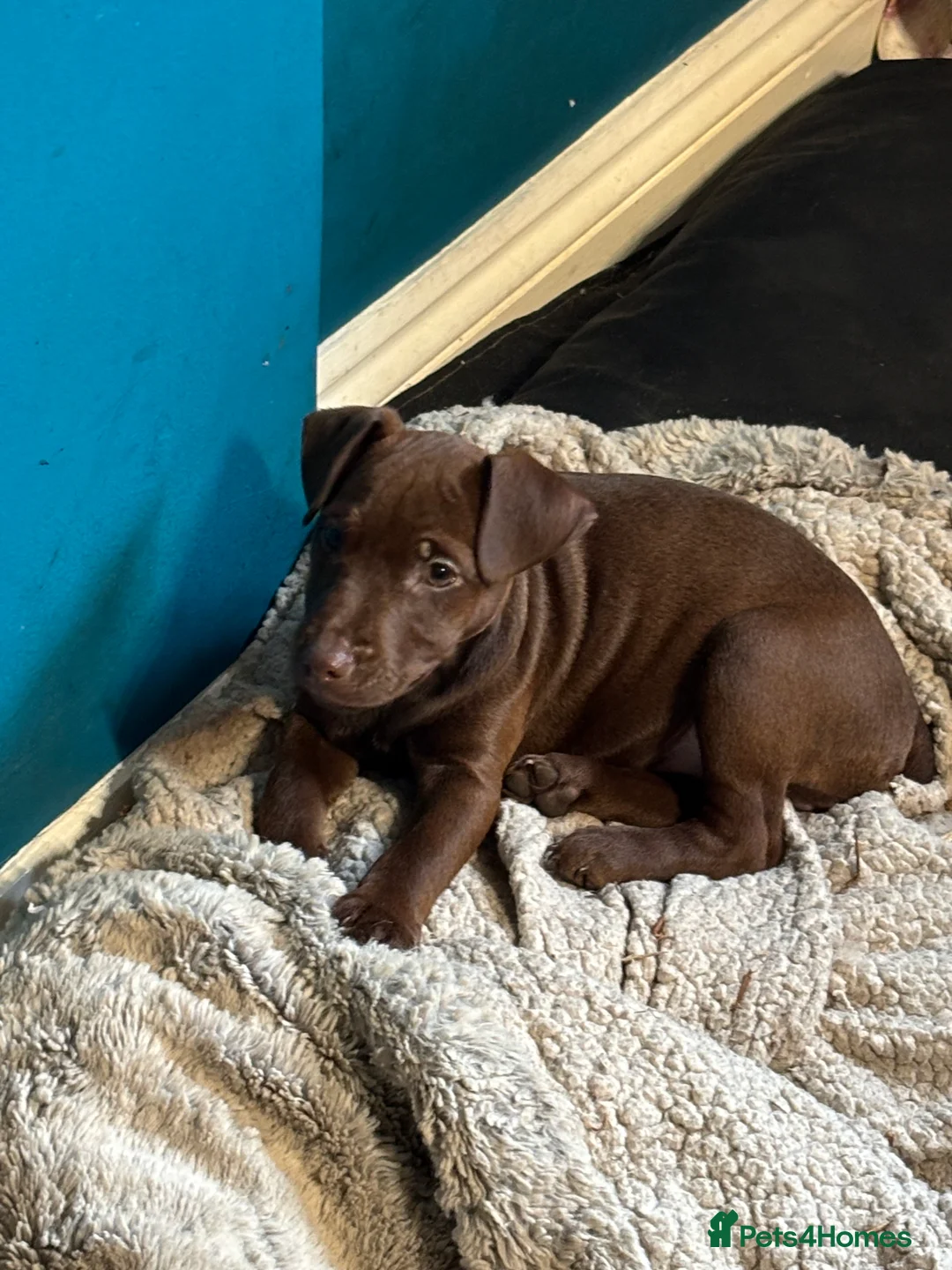 Patterdale Terrier dogs for sale: Pure patterdale puppies - Advert 2