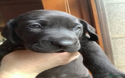 Mixed Breed dogs for sale: Great Weimar puppies  - Image 15