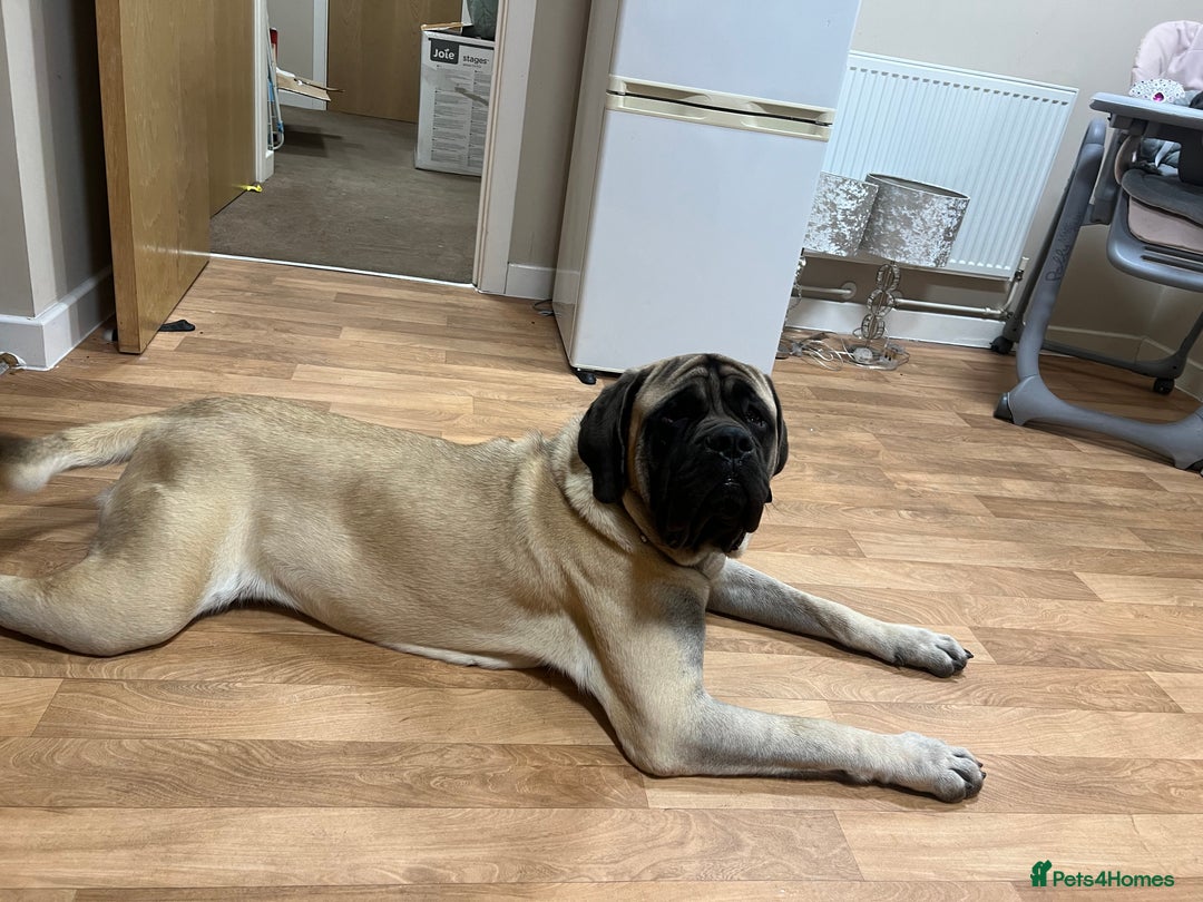 Mastiff dogs for sale: English Mastiff  - Image 3