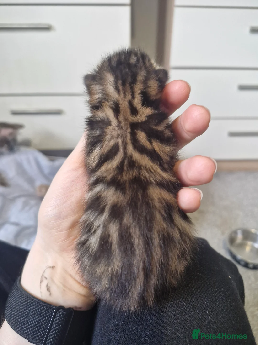 Bengal cats for sale: Genetic Health Tested Snow & Brown Bengal Kittens - Advert 13